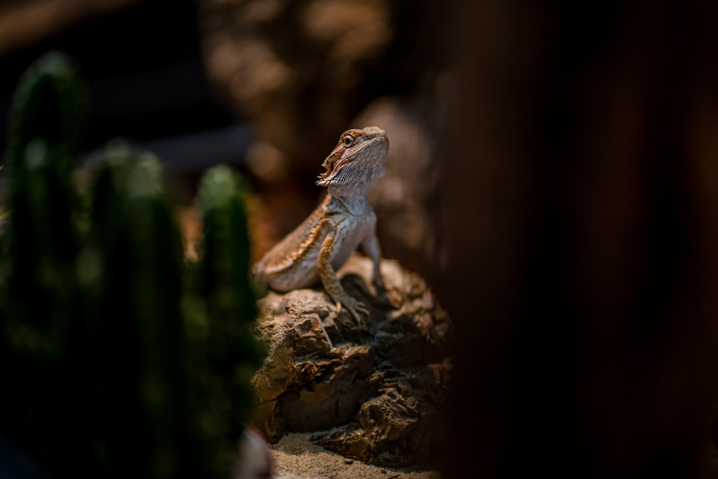 Reptiland Bucuresti — București